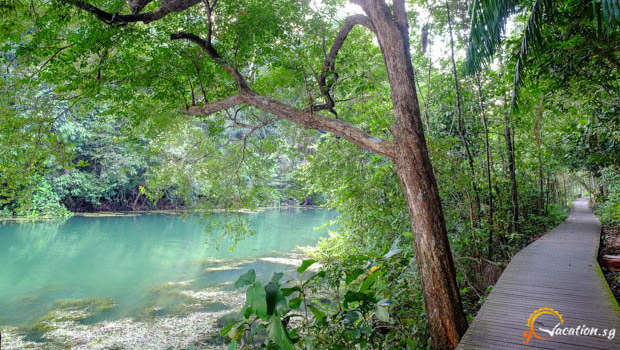 Pathway in Macritchie 